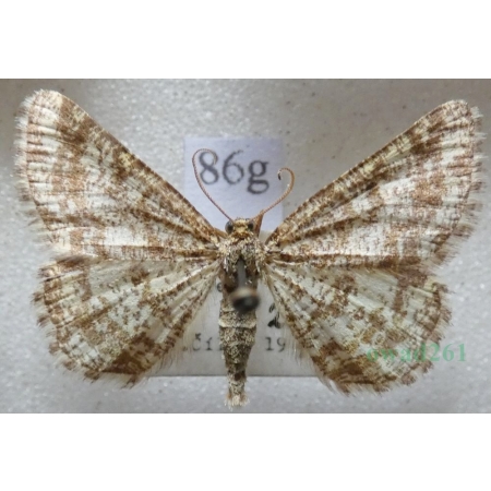 Heliomata glarearia (Denis & Schiffermüller, 1775) Witalnik dziarstwiak Czech86g